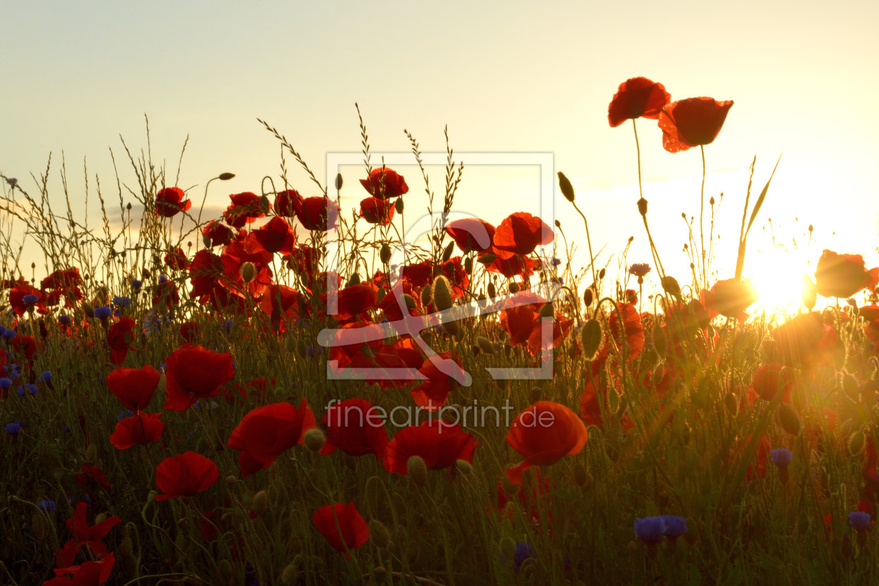 Bild-Nr.: 11525756 Mohn erstellt von Sabine Schmidt