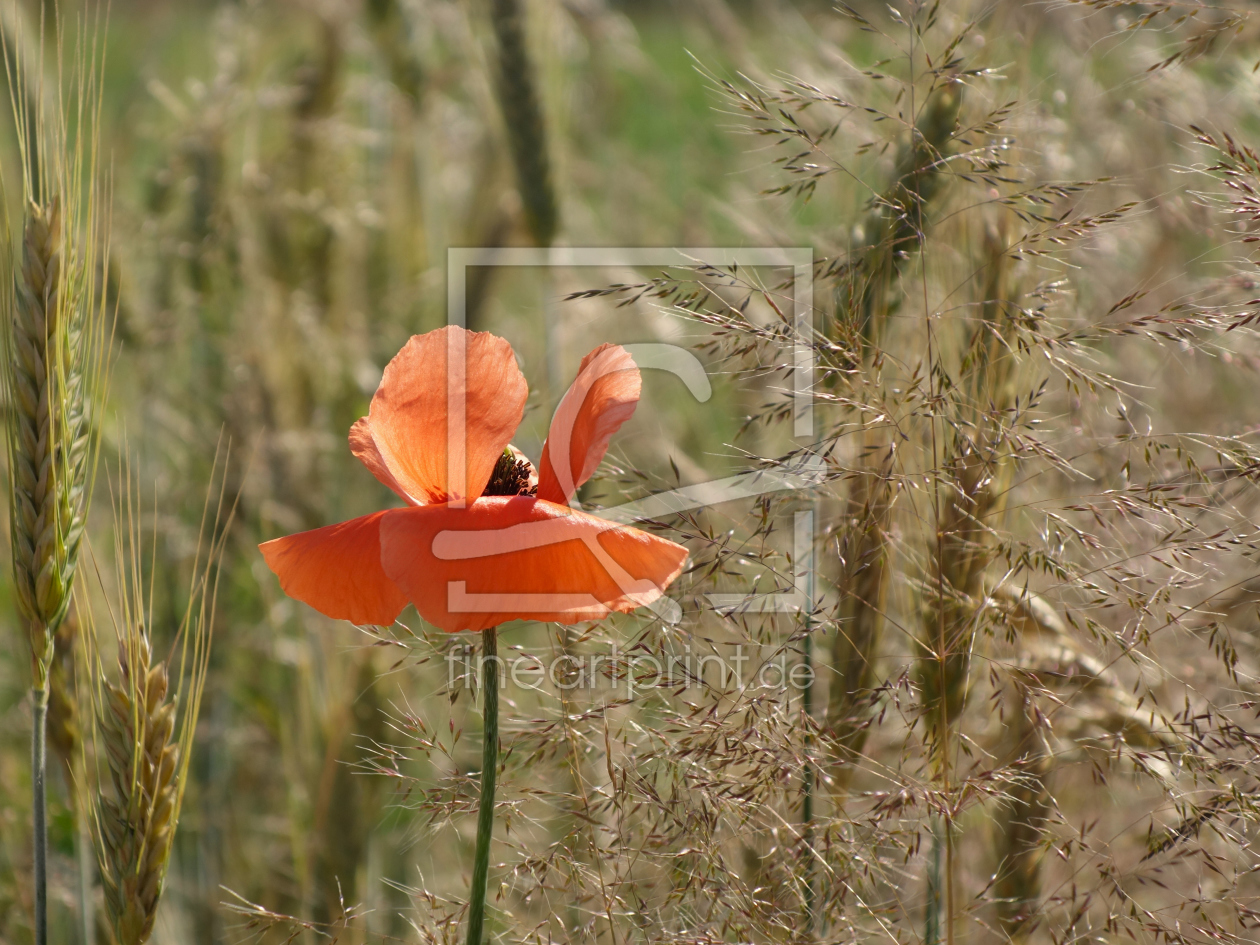 Bild-Nr.: 11525778 Mohnblume erstellt von LiaF