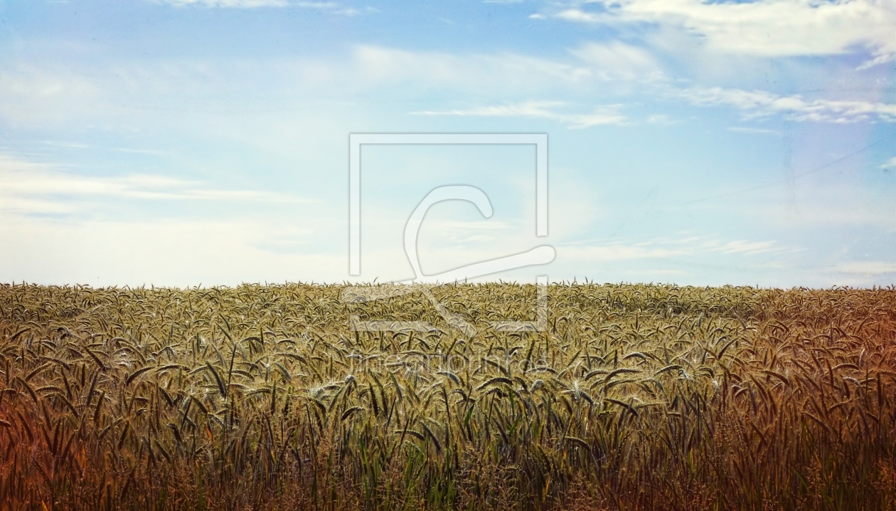 Bild-Nr.: 11525800 Kornfeld erstellt von youhaveadream
