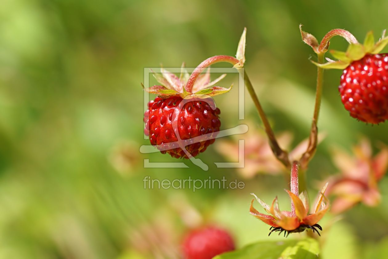 Bild-Nr.: 11525814 Walderdbeeren erstellt von youhaveadream