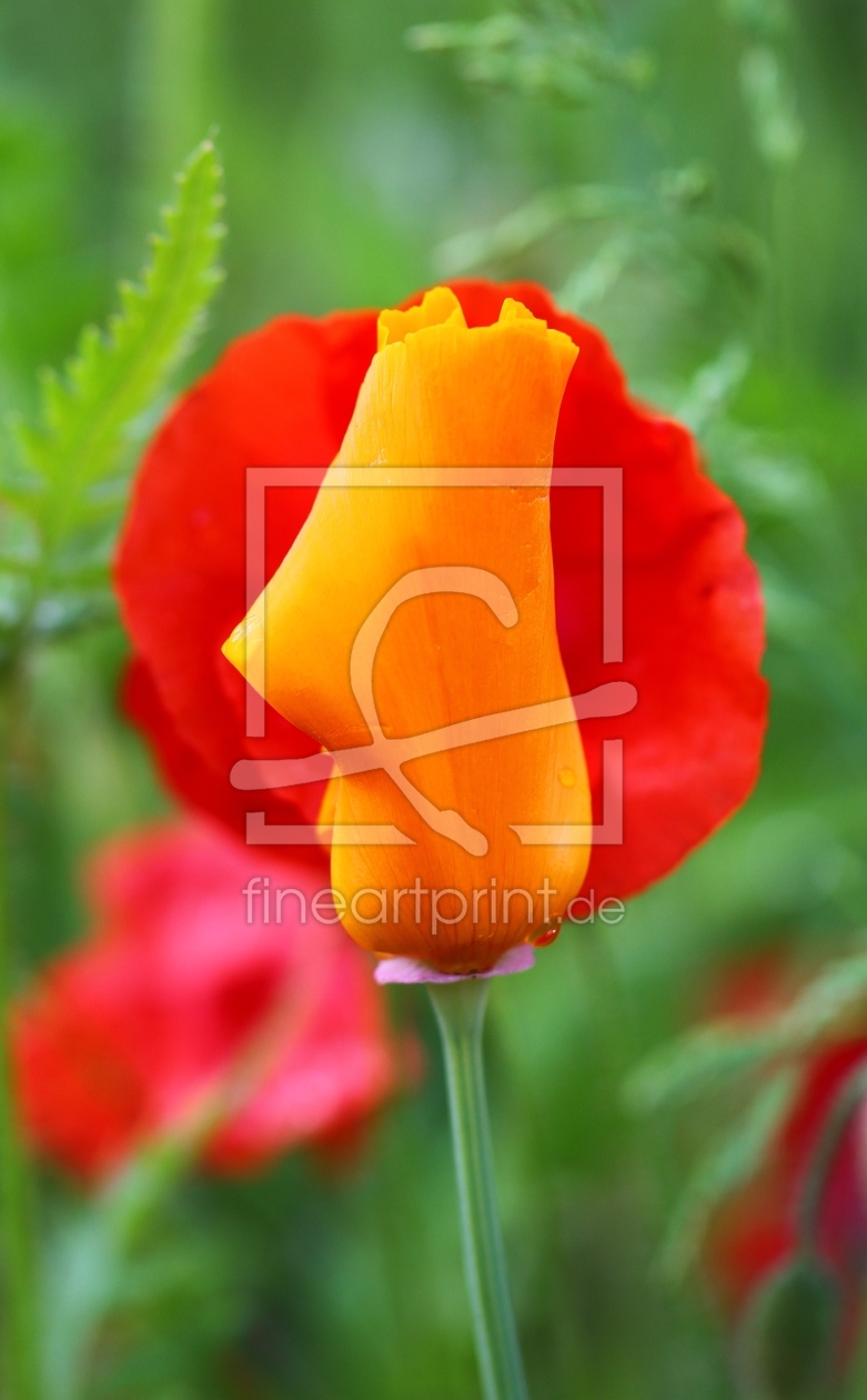 Bild-Nr.: 11526324 Mohn erstellt von falconer59