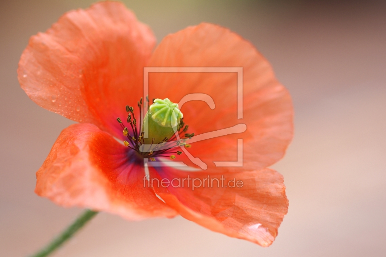 Bild-Nr.: 11526440 Mohn erstellt von gabii40