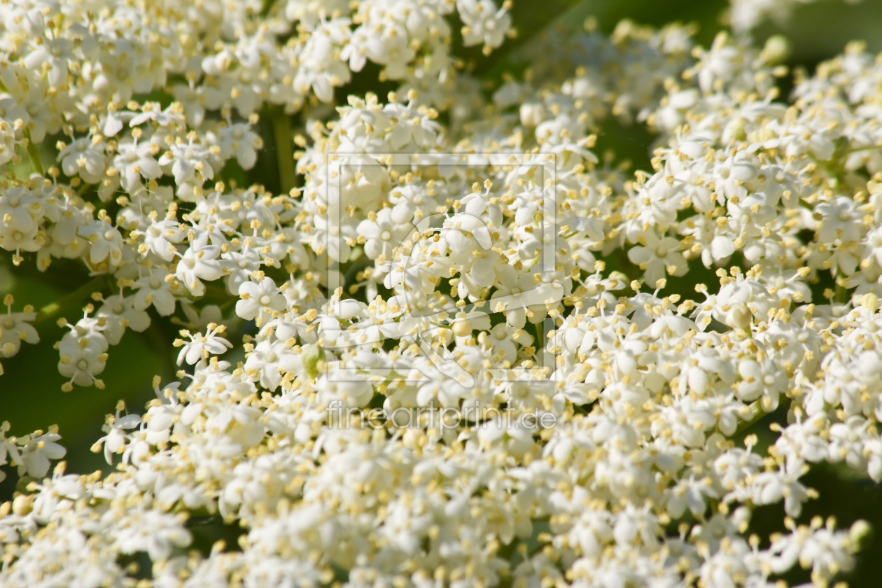 Bild-Nr.: 11526766 Holunderblüten erstellt von Stephanie Stephanie Dannecker