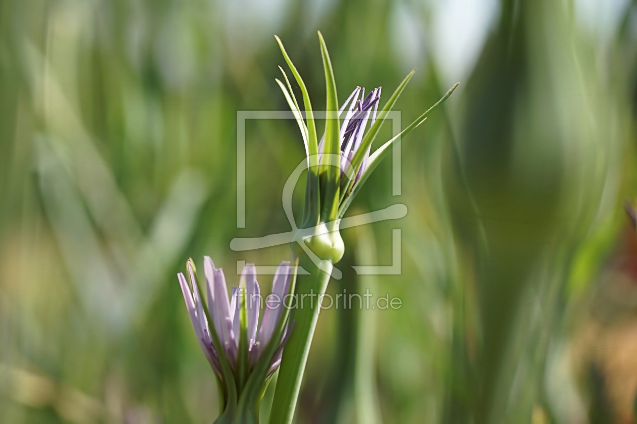 Bild-Nr.: 11527036 Onions erstellt von youhaveadream