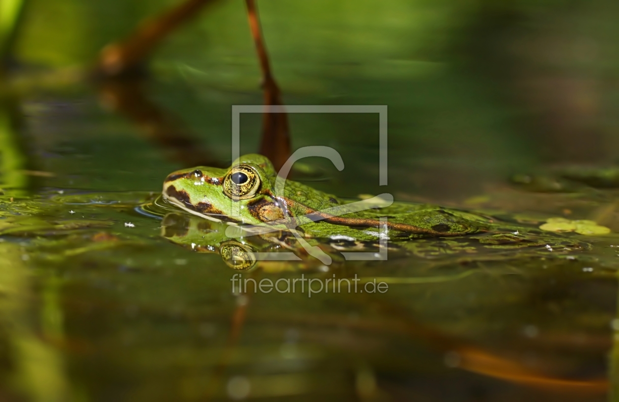 Bild-Nr.: 11527046 Frog erstellt von youhaveadream