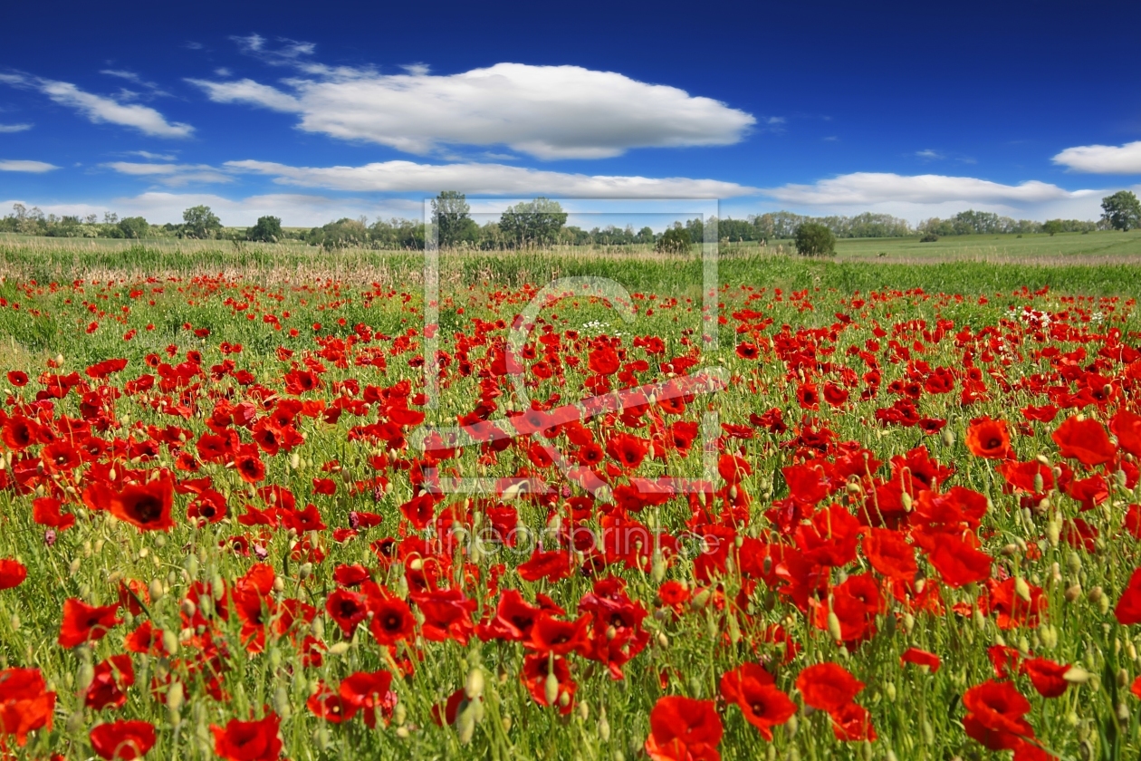 Bild-Nr.: 11527212 Mohnblumenwiese  erstellt von Renate Knapp