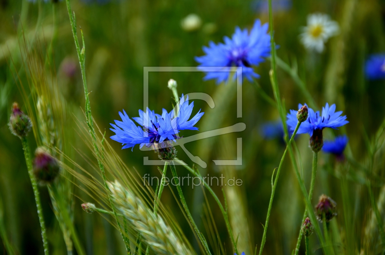 Bild-Nr.: 11527308 Kornblumen in einem Kornfeld erstellt von I. Heuer