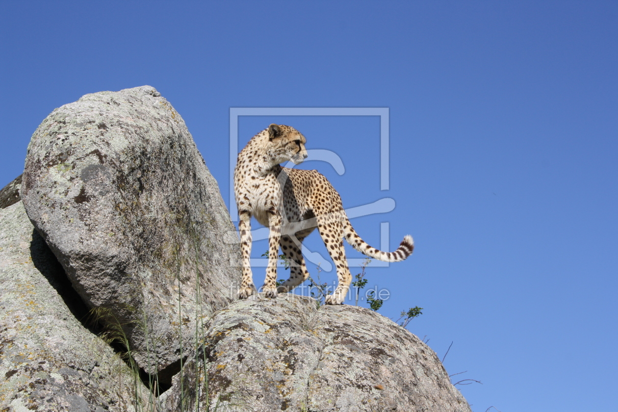 Bild-Nr.: 11527414 Gepard auf Fels erstellt von Cheetah-Design