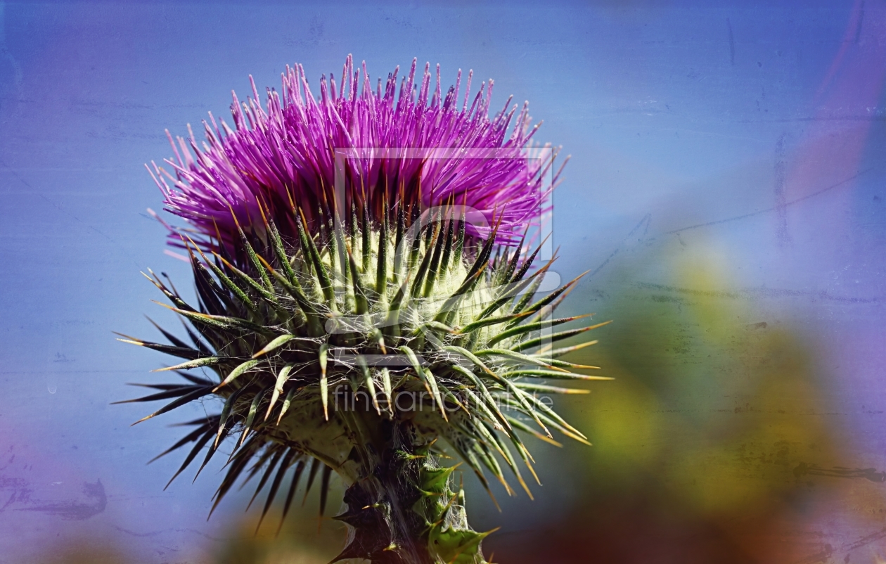 Bild-Nr.: 11527466 Mariendistel erstellt von youhaveadream