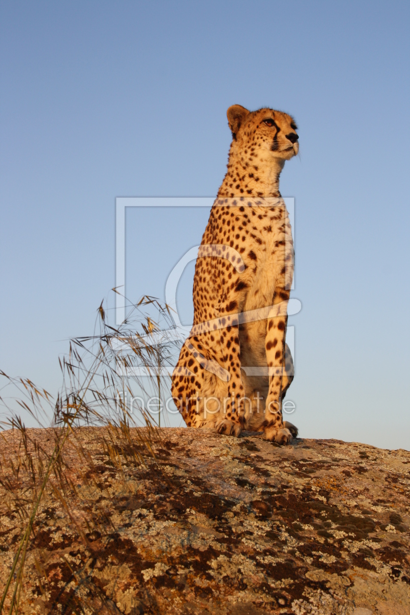 Bild-Nr.: 11527484 Gepardin im Abendlicht Bild-Nr.: 11527484 Gepardin im Abendlicht erstellt von Cheetah-Design