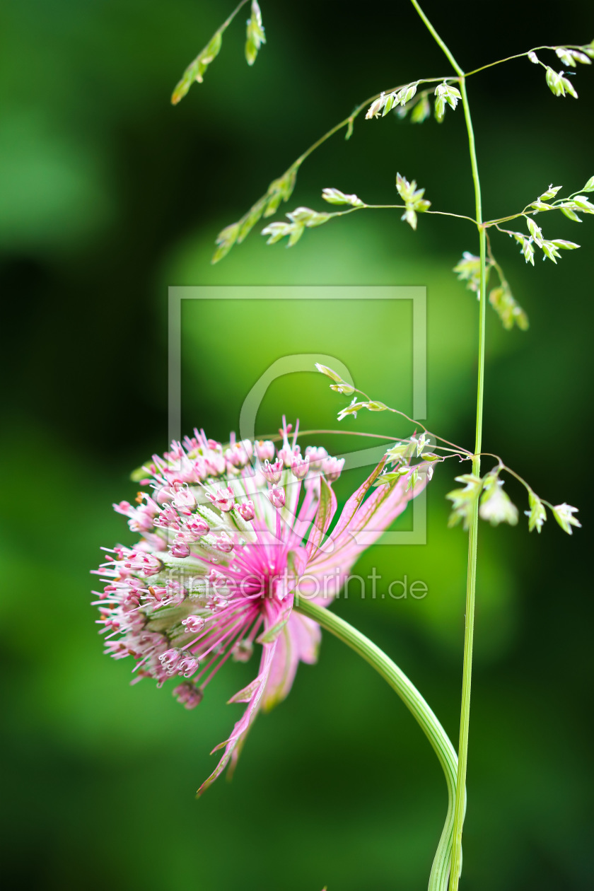 Bild-Nr.: 11527486 Sterndolde und Grasblüten erstellt von falconer59