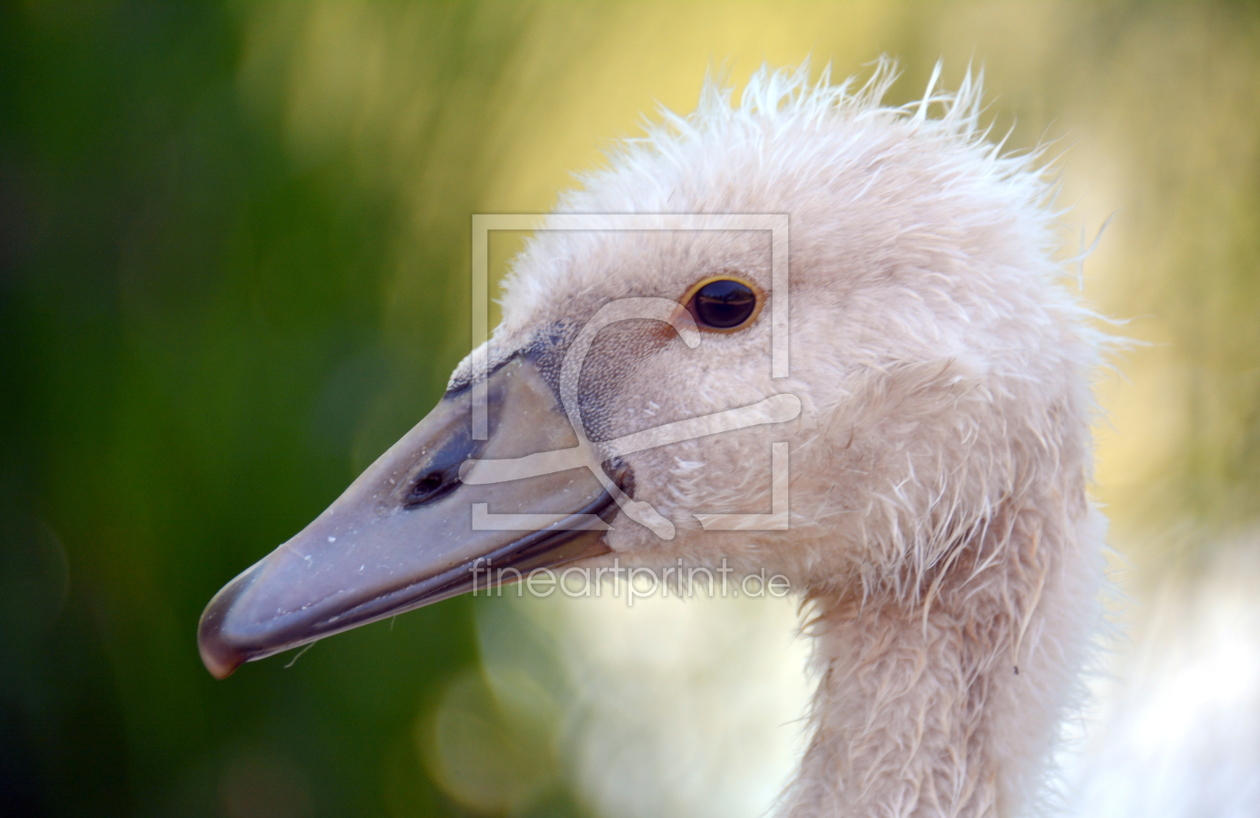 Bild-Nr.: 11527854 ,, flauschig .. erstellt von GUGIGEI