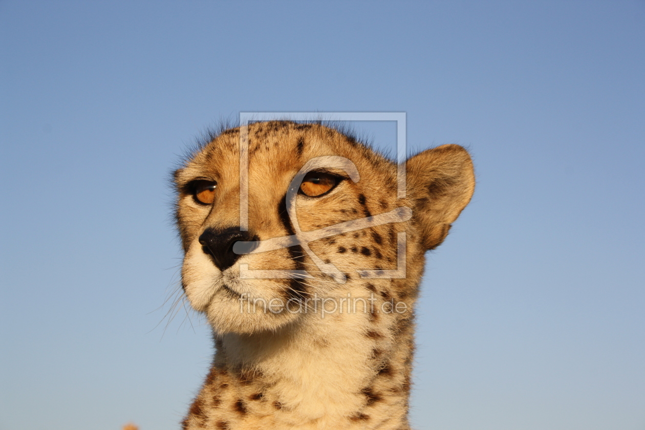 Bild-Nr.: 11528424 Gepardengesicht im Abendlicht erstellt von Cheetah-Design