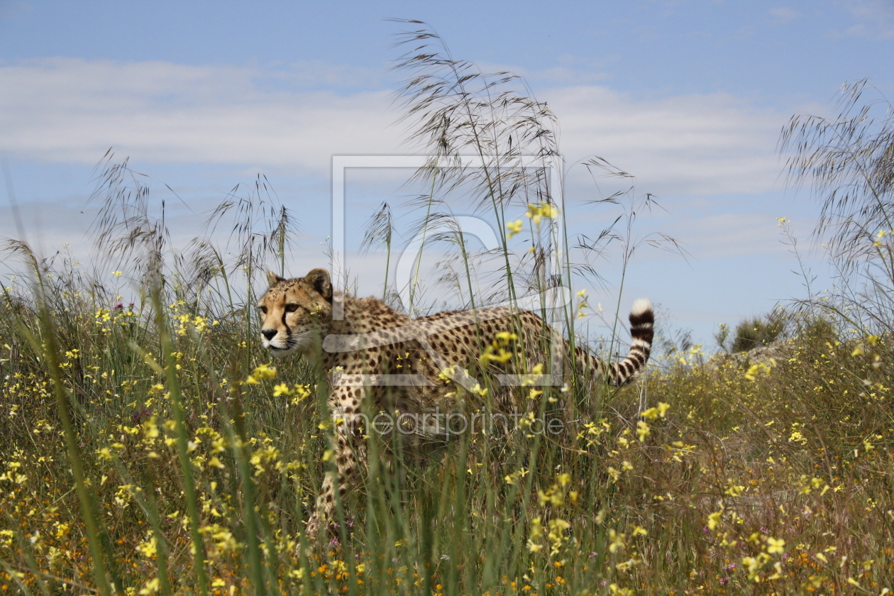Bild-Nr.: 11528542 Gepard im Gras erstellt von Cheetah-Design