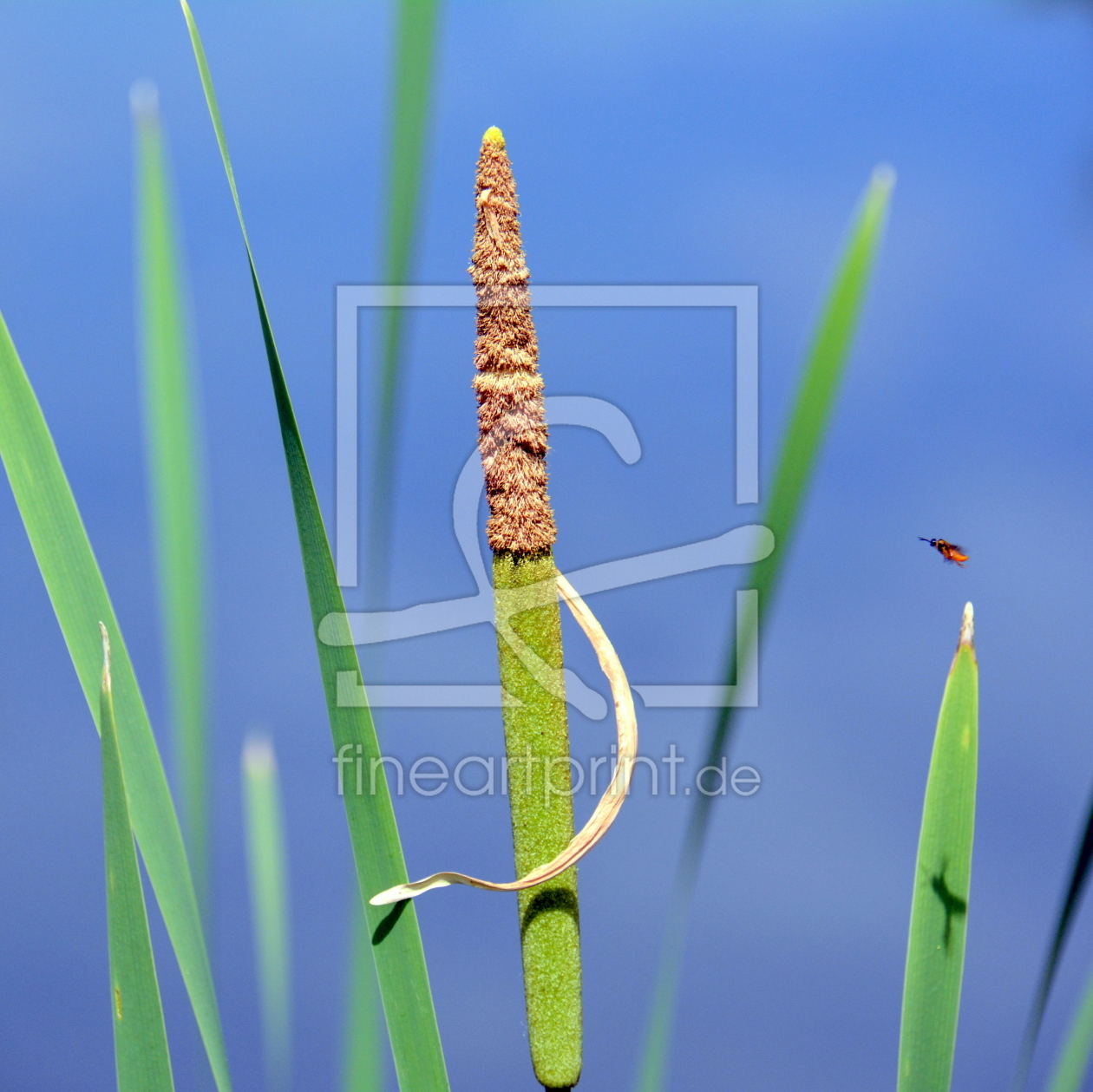 Bild-Nr.: 11528814 .. am Teich .. erstellt von GUGIGEI