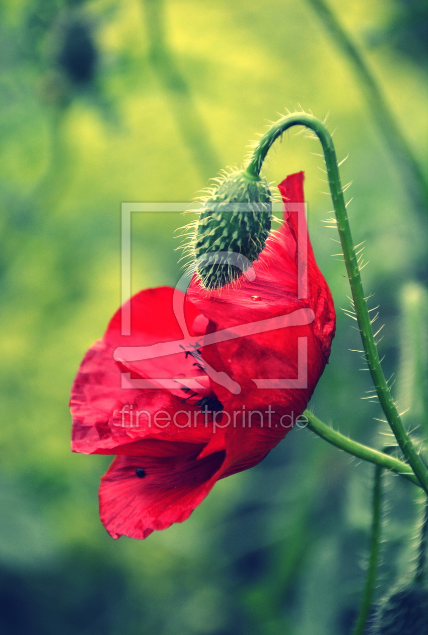 Bild-Nr.: 11528826 Mohn-Blüte-Knospe-Impression erstellt von GUGIGEI