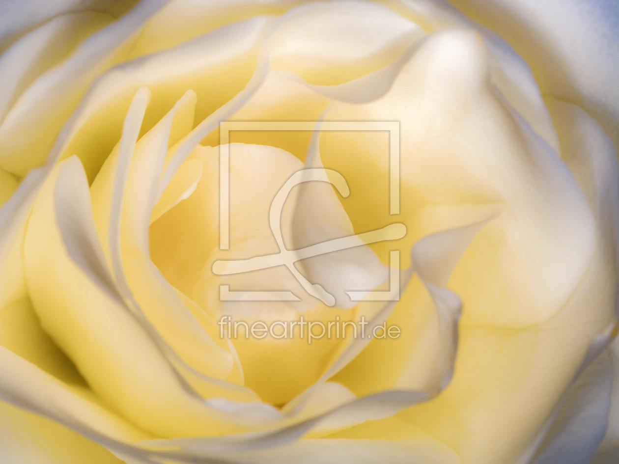 Bild-Nr.: 11529176 ROSE erstellt von Richard-Young