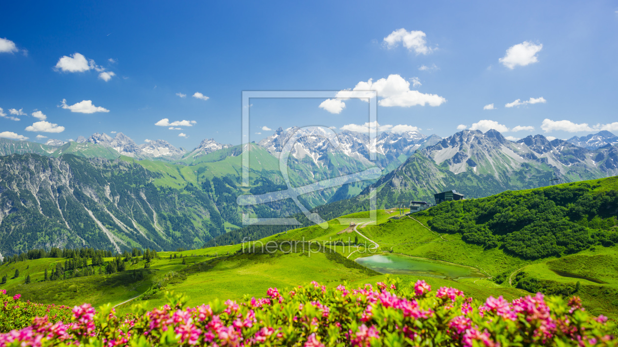 Bild-Nr.: 11529432 Alpenrosenblüte, Fellhorn, Allgäu erstellt von Walter G. Allgöwer