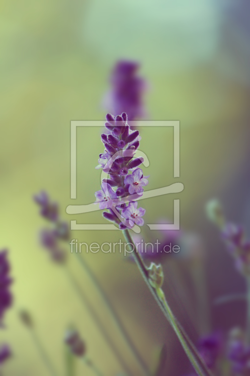 Bild-Nr.: 11529470 Lavendel erstellt von Heike  Hultsch