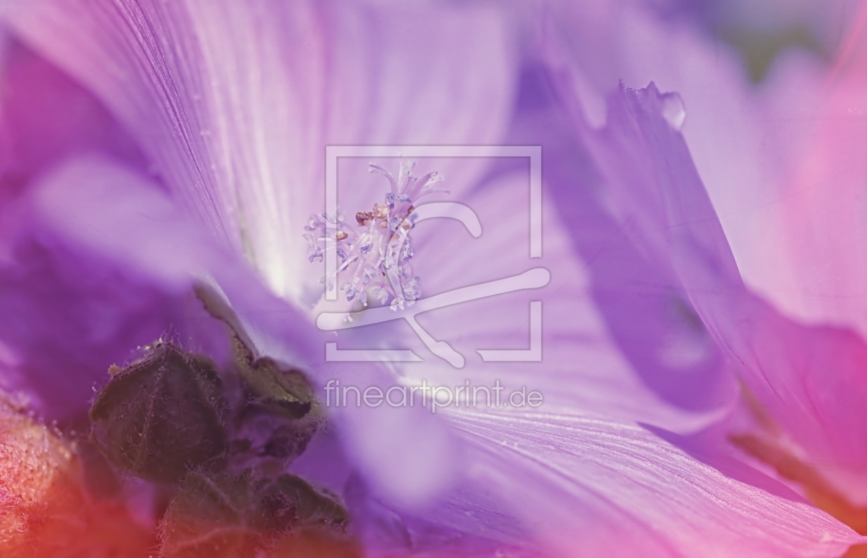 Bild-Nr.: 11529536 Musk mallow Bild-Nr.: 11529536 Musk mallow erstellt von youhaveadream