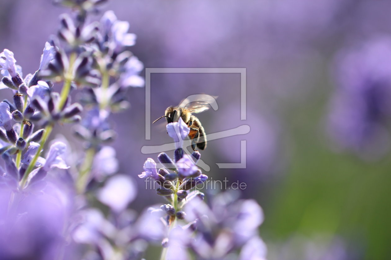 Bild-Nr.: 11529748 Sommerimpressionen erstellt von Heike Hultsch