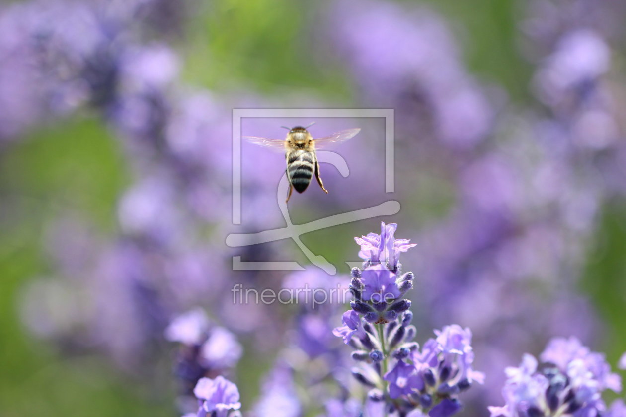 Bild-Nr.: 11529758 Fleißiges Bienchen erstellt von Heike  Hultsch