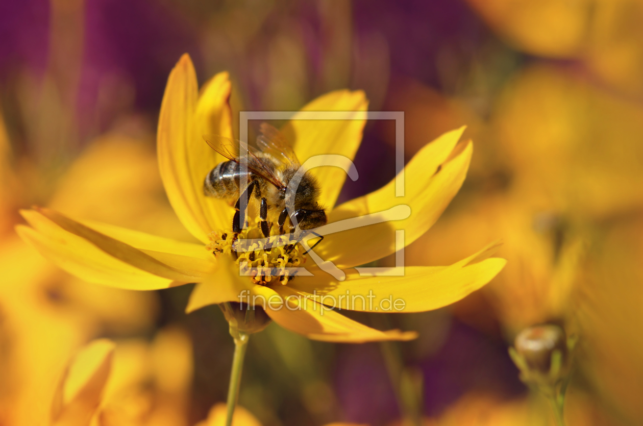 Bild-Nr.: 11529970 Im Garten erstellt von Atteloi