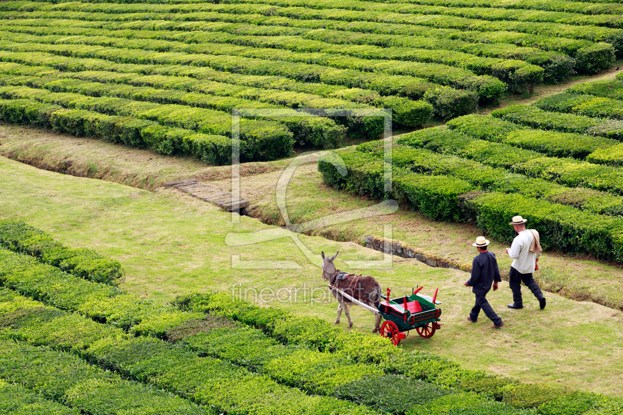 Bild-Nr.: 11530166 Porto Formoso tea gardens erstellt von Gaspar Avila