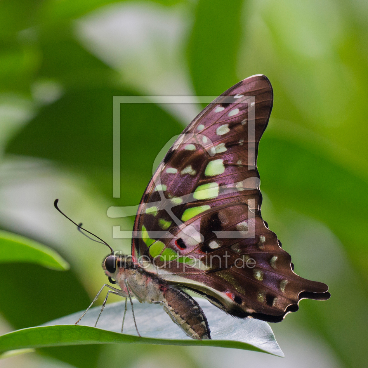Bild-Nr.: 11530360 Schmetterling erstellt von MarioHoffmann