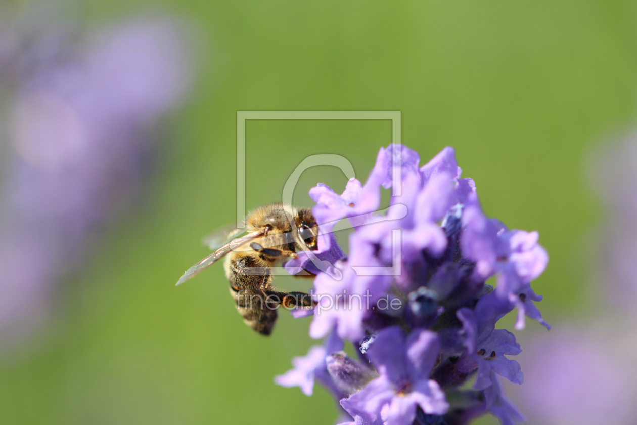 Bild-Nr.: 11530392 Biene im Lavendel erstellt von Heike  Hultsch