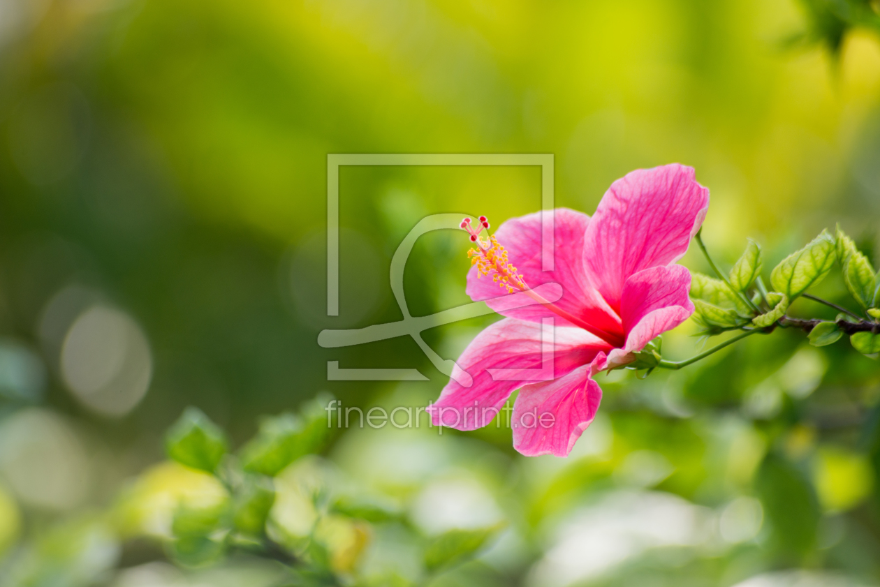Bild-Nr.: 11530550 Hibiskus erstellt von hannes cmarits
