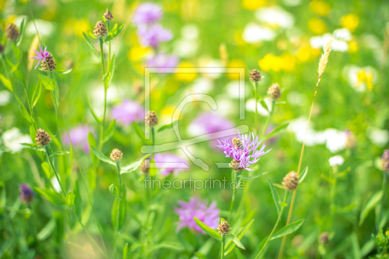 Bild-Nr.: 11530572 Sommerwiese Bild-Nr.: 11530572 Sommerwiese erstellt von hannes cmarits
