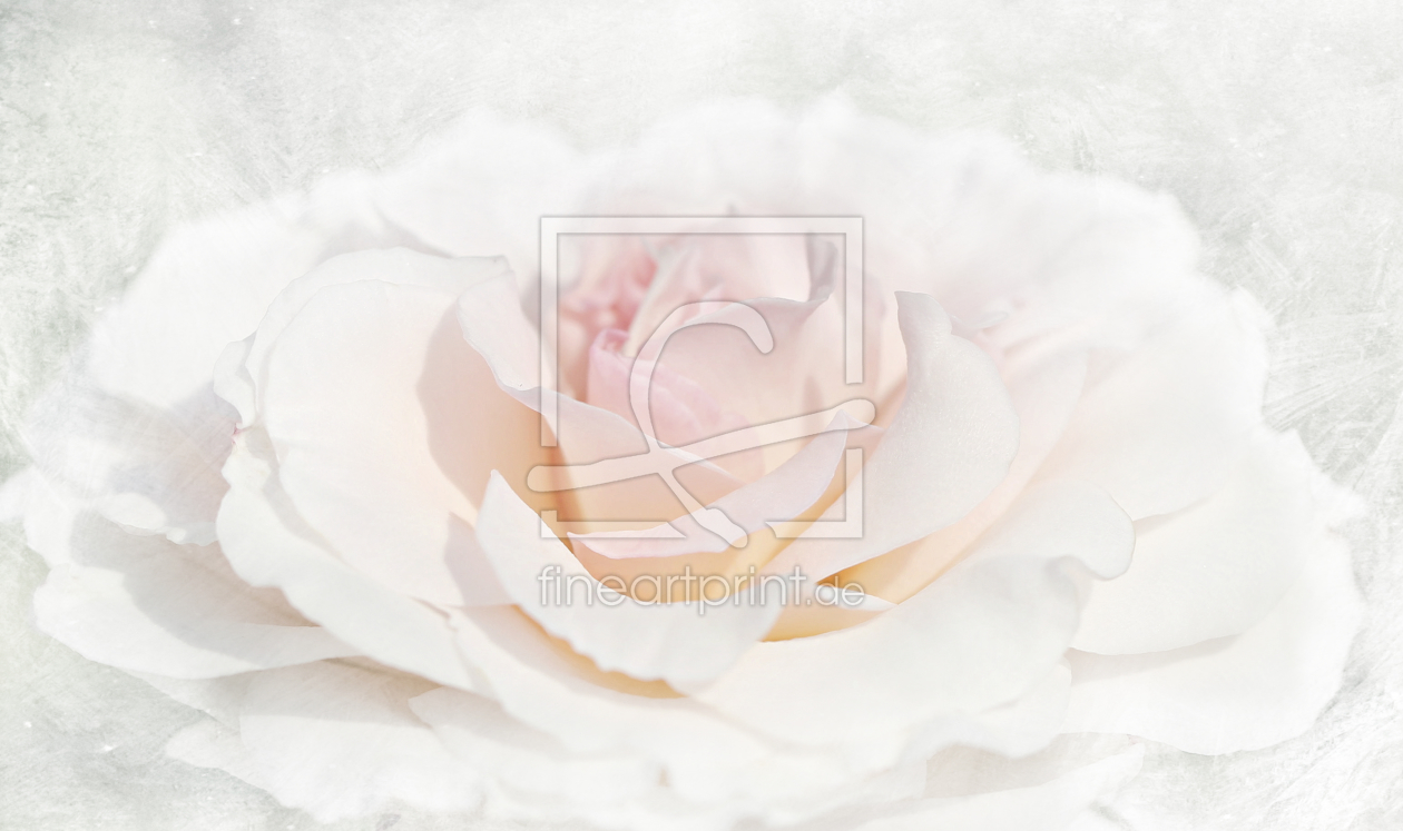 Bild-Nr.: 11530628 white rose Bild-Nr.: 11530628 white rose erstellt von Heike Hultsch
