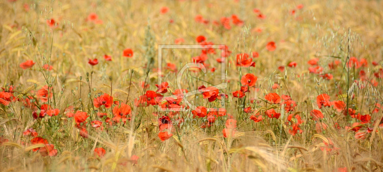 Bild-Nr.: 11530712 Mohn-Feld erstellt von GUGIGEI