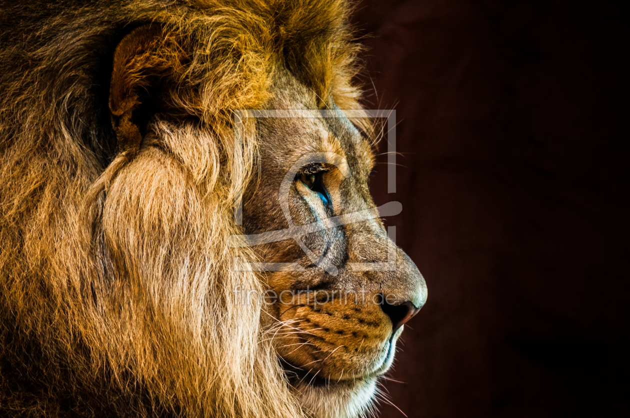 Bild-Nr.: 11530812 König der Löwen erstellt von Steffen Henze