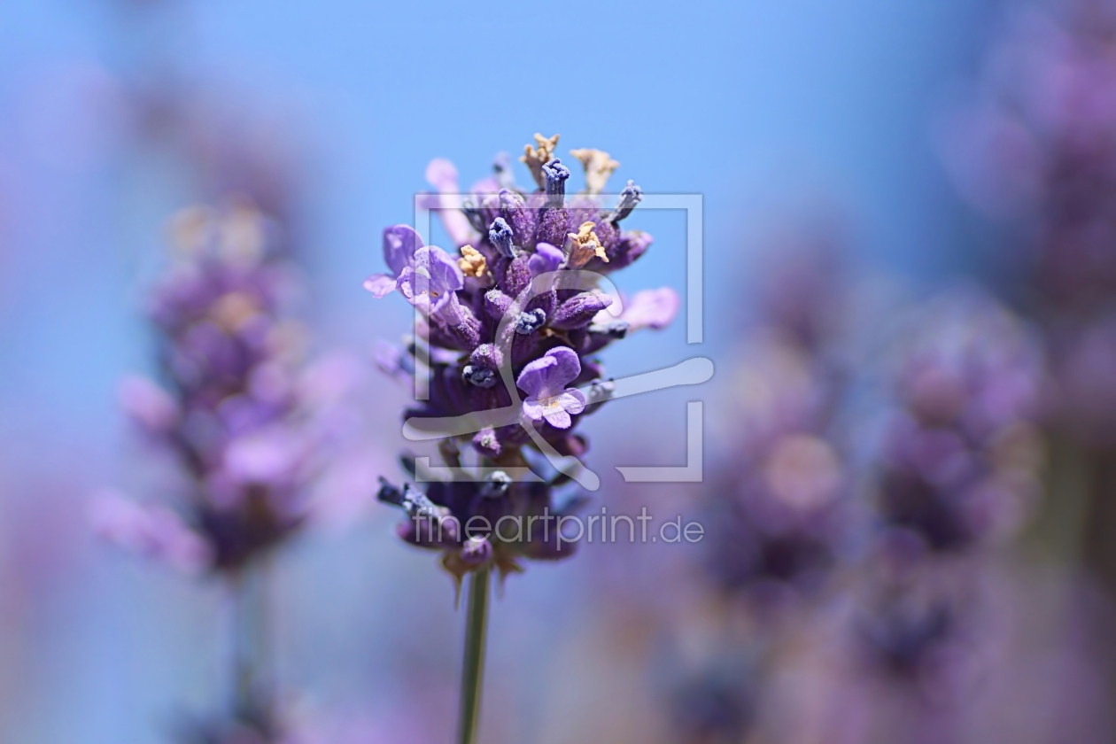 Bild-Nr.: 11530950 Der Duft von Lavendel erstellt von youhaveadream