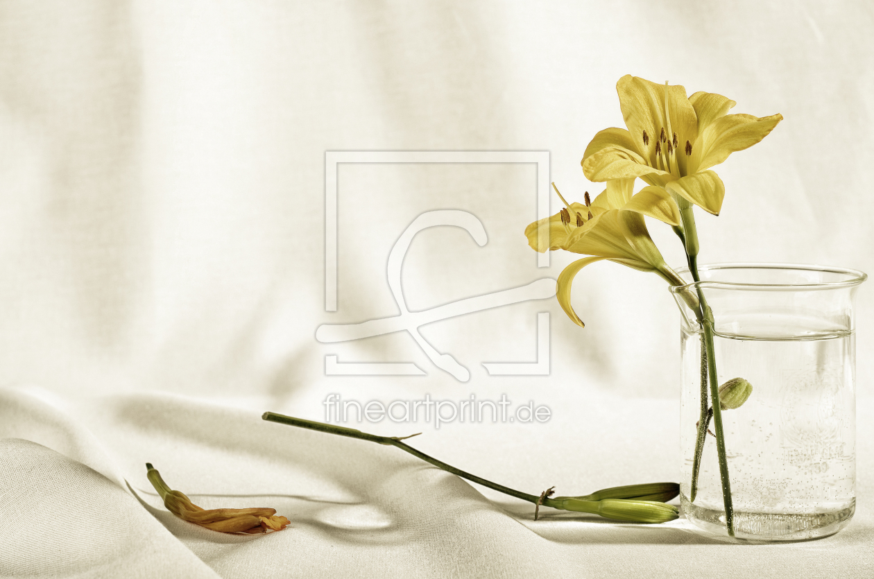 Bild-Nr.: 11530988 Blütenstillleben erstellt von Rolf Eschbach