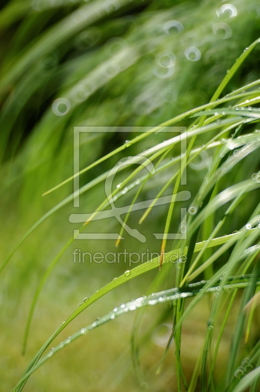 Bild-Nr.: 11531116 summer rain Bild-Nr.: 11531116 summer rain erstellt von Rolf Eschbach