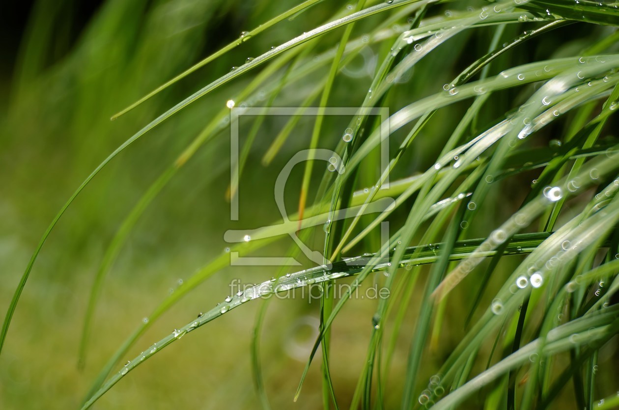 Bild-Nr.: 11531118 summer rain 2 Bild-Nr.: 11531118 summer rain 2 erstellt von Rolf Eschbach