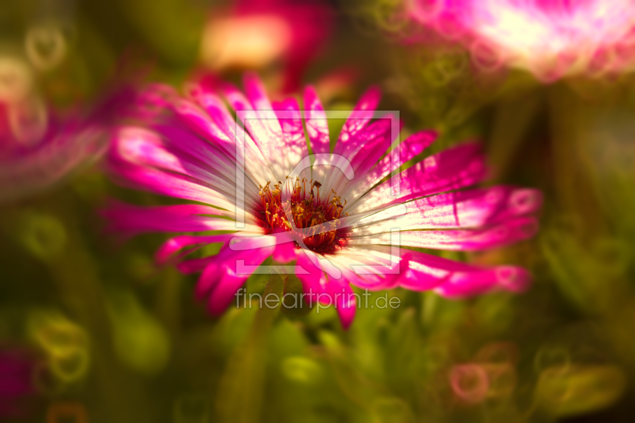 Bild-Nr.: 11531682 Sonnenanbeter pinkmagic erstellt von DagmarMarina