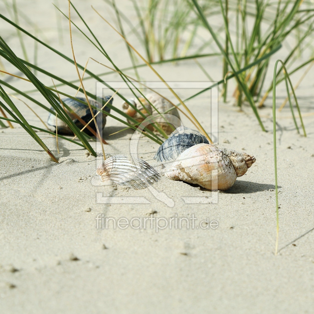 Bild-Nr.: 11532166 Baltrum Muscheln  ..  erstellt von Ursula Reins