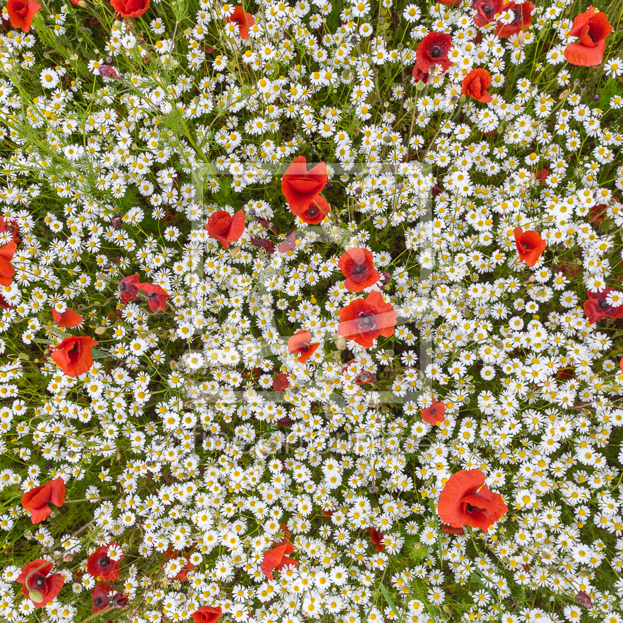 Bild-Nr.: 11532562 Rot & Weiß erstellt von Photosynthese