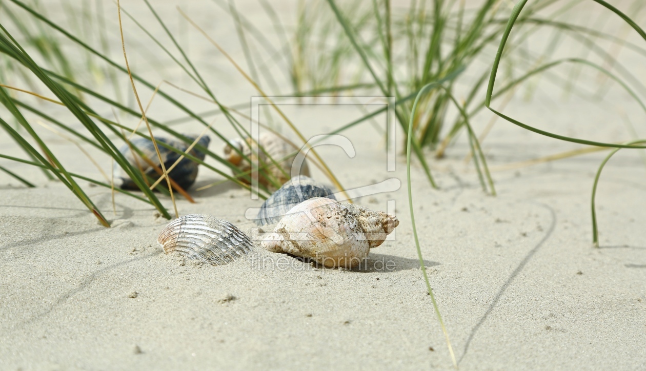 Bild-Nr.: 11532760 Baltrum Muscheln ..  - 3 - erstellt von Ursula Reins