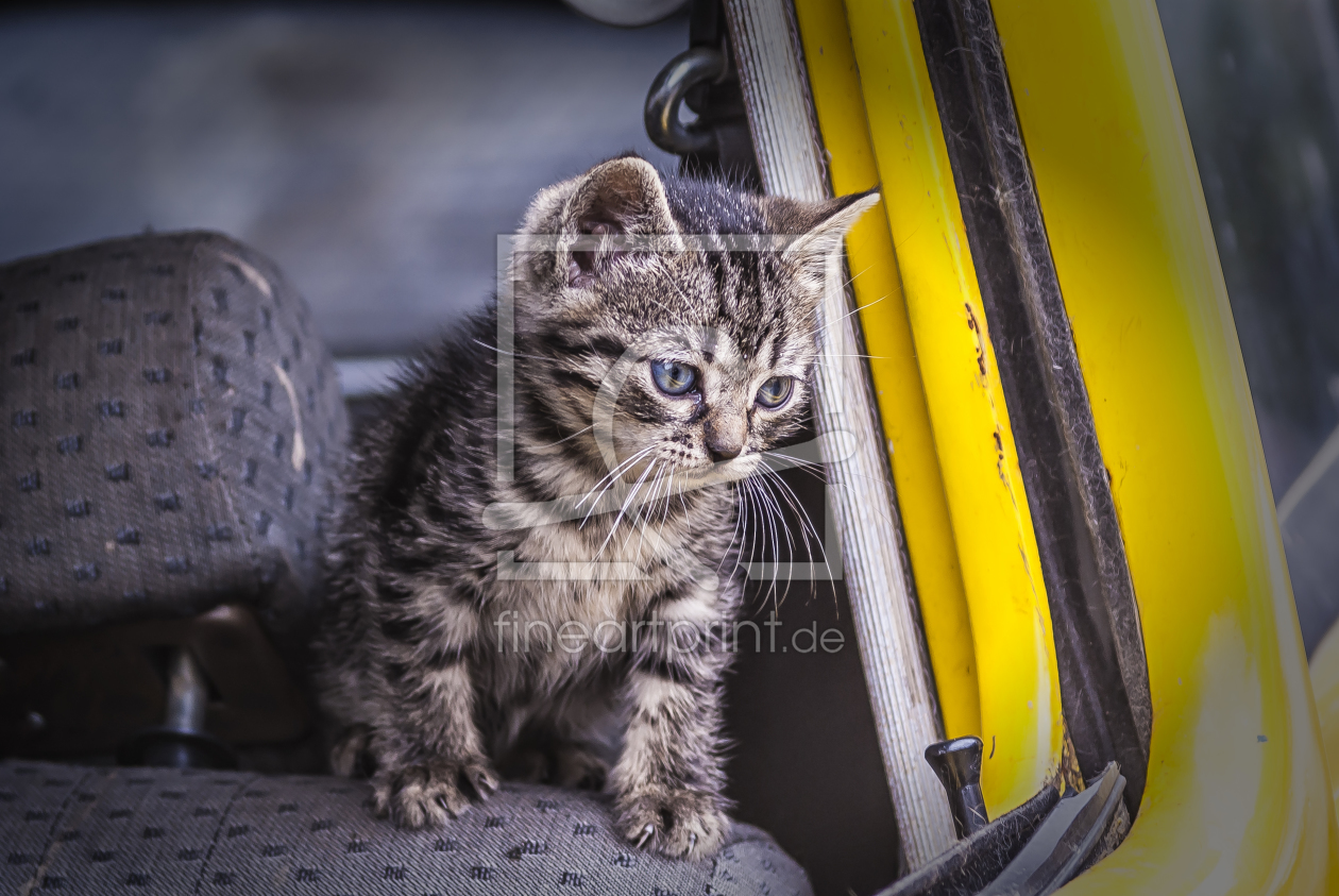 Bild-Nr.: 11532786 Kitty Cat erstellt von Netsrotj