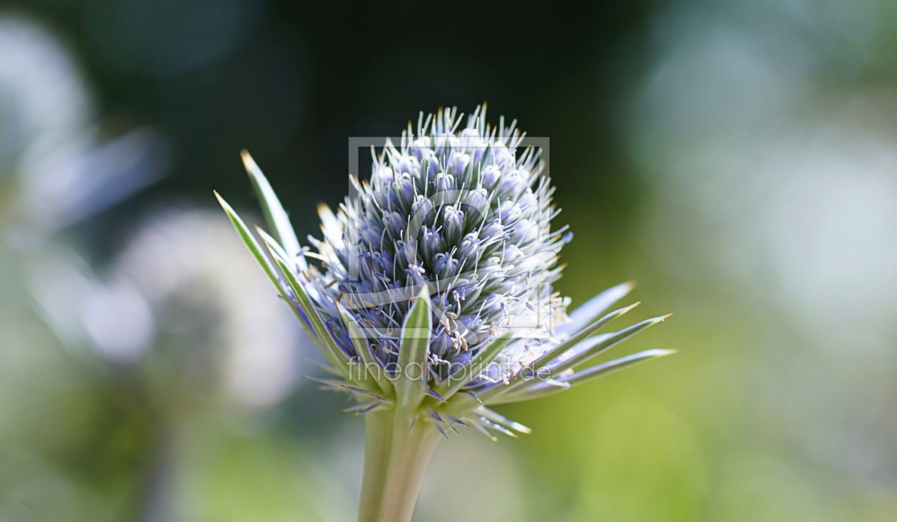 Bild-Nr.: 11532788 Distel erstellt von youhaveadream