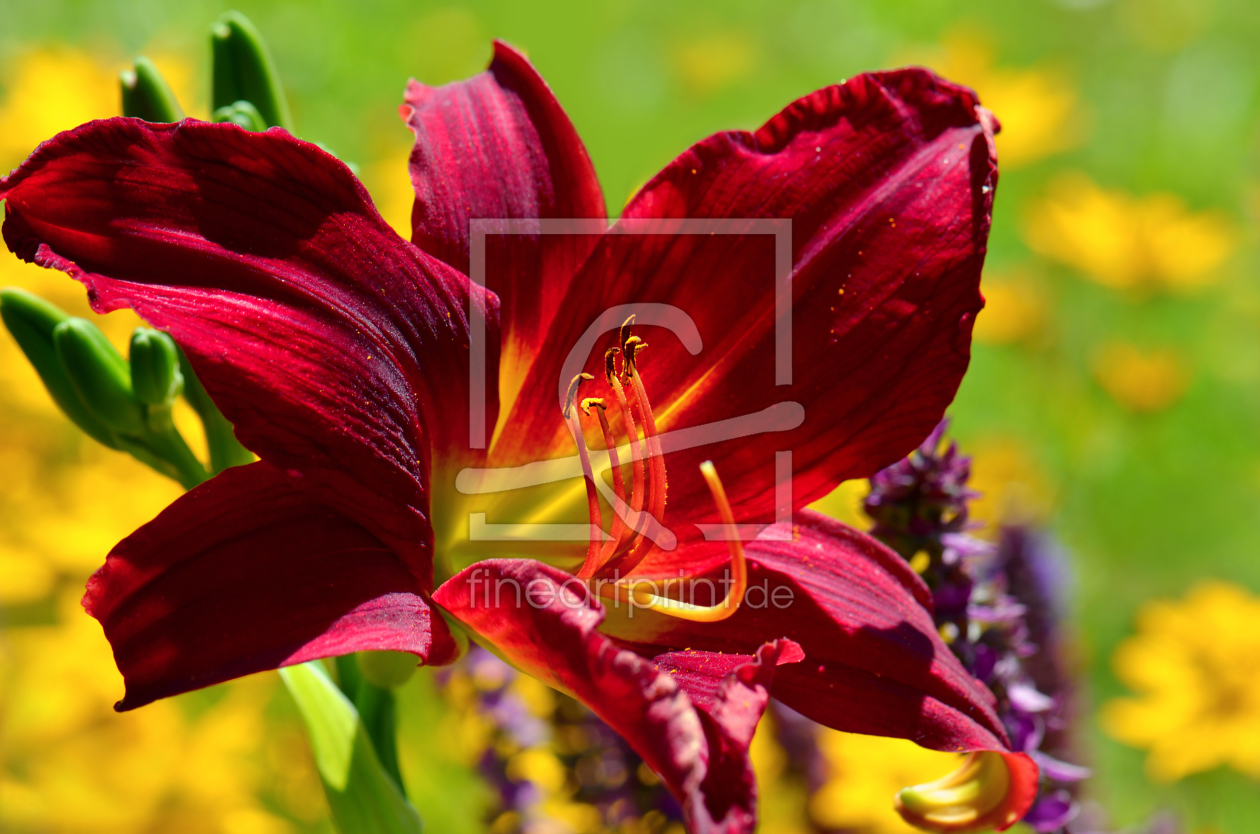 Bild-Nr.: 11533606 Im Garten erstellt von Atteloi