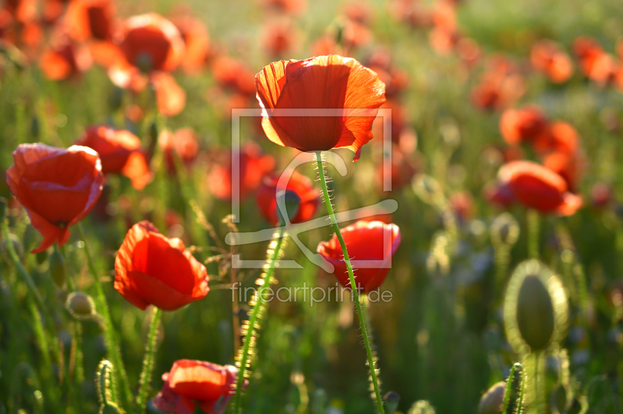 Bild-Nr.: 11533784 Mohn am Abend erstellt von KlausS