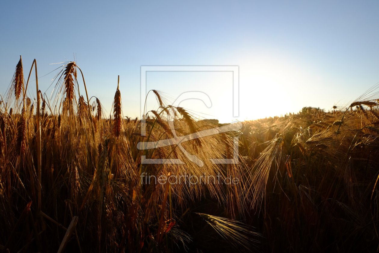 Bild-Nr.: 11534074 Erntereif erstellt von Ostfriese