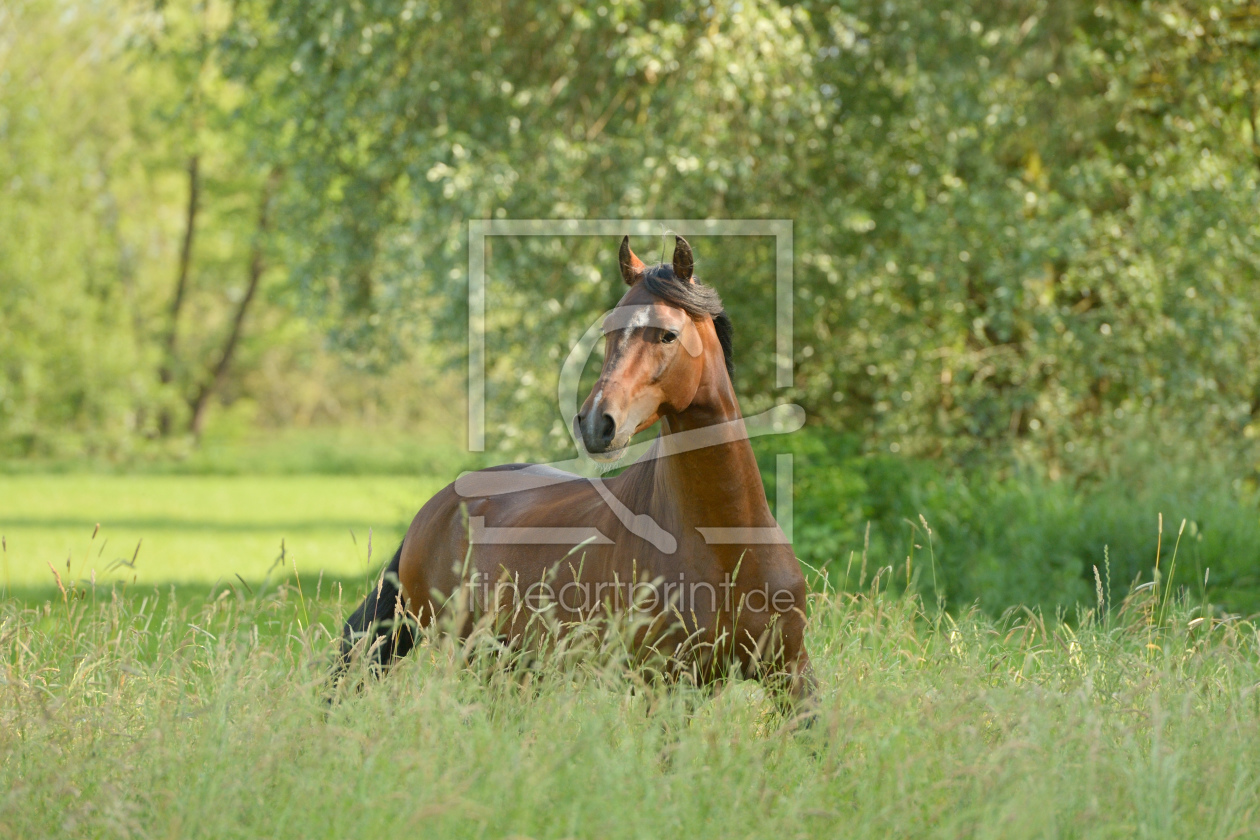 Bild-Nr.: 11534166 Paso Fino Hengst erstellt von Martina Grebler