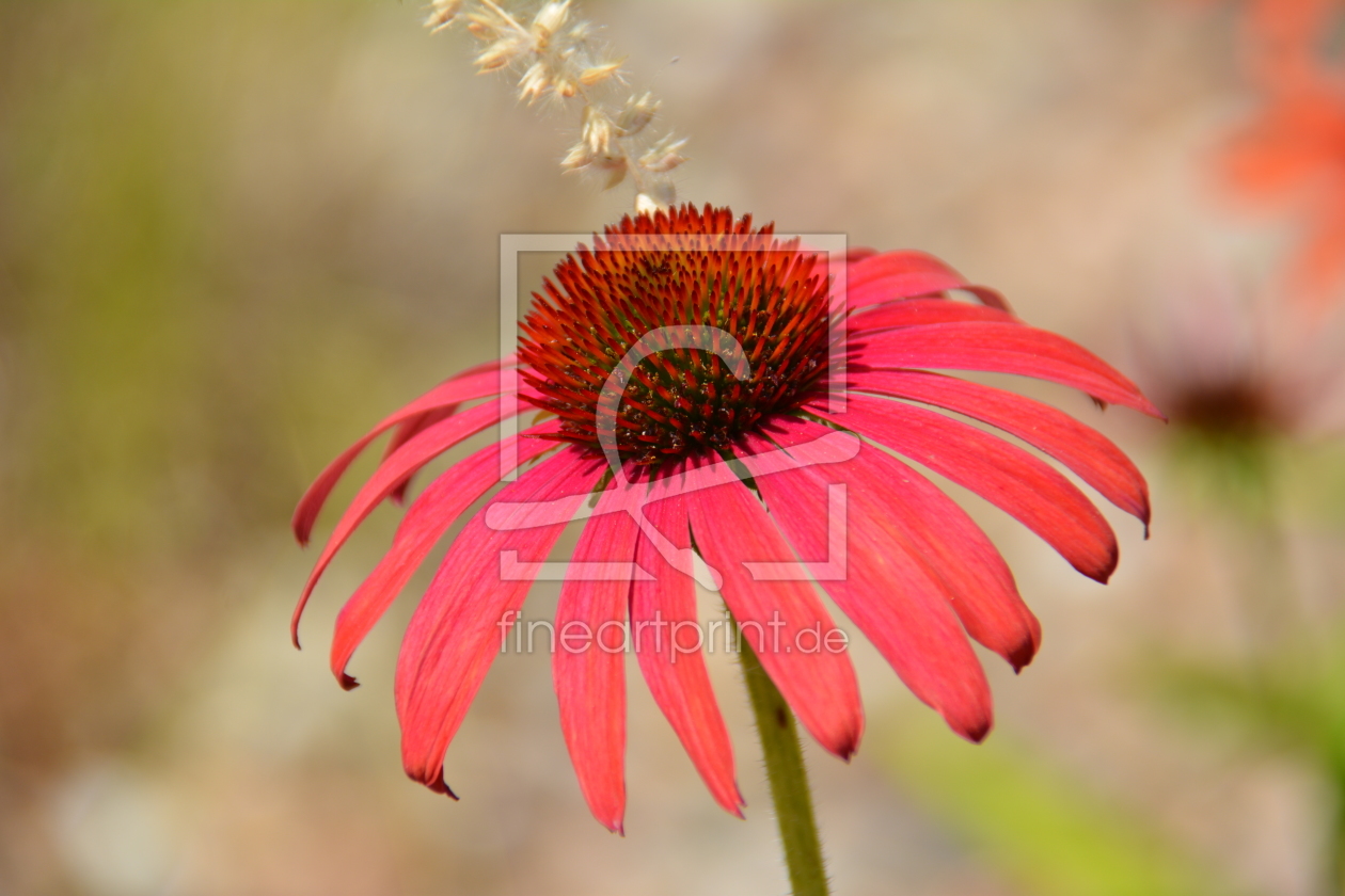 Bild-Nr.: 11534256 Sommertraum erstellt von GUGIGEI